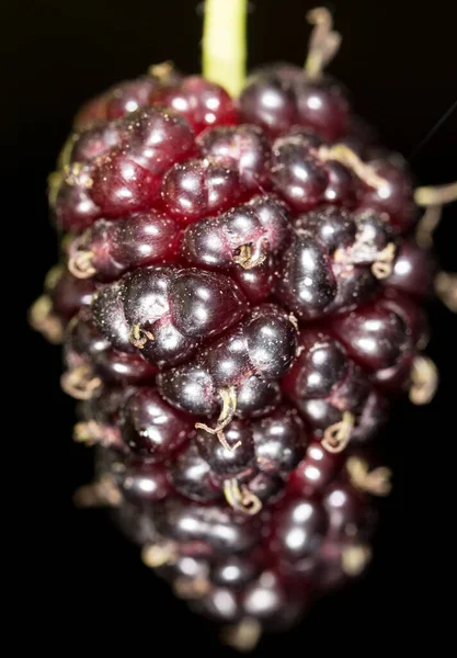 Mulberry Berry Black Macro Park Nature — Stock Photo, Image