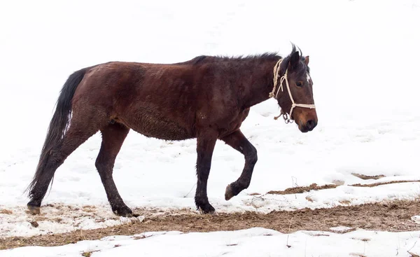 Cavallo Sulla Natura Inverno Nel Parco Nella Natura — Foto Stock