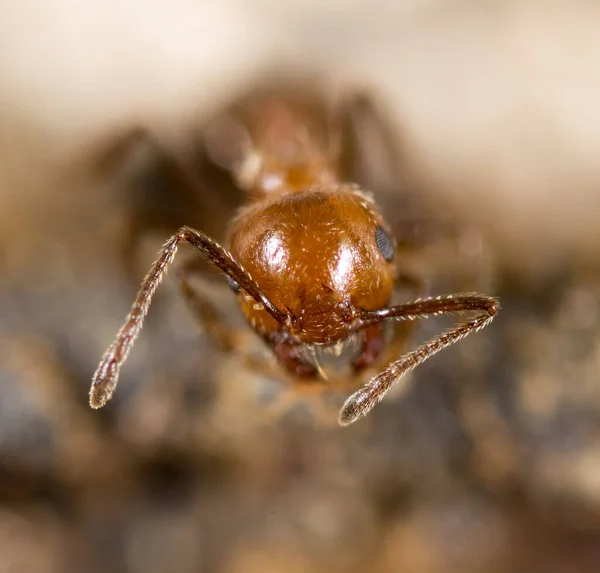 Petite Fourmi Dans Nature Macro Dans Parc Dans Nature — Photo