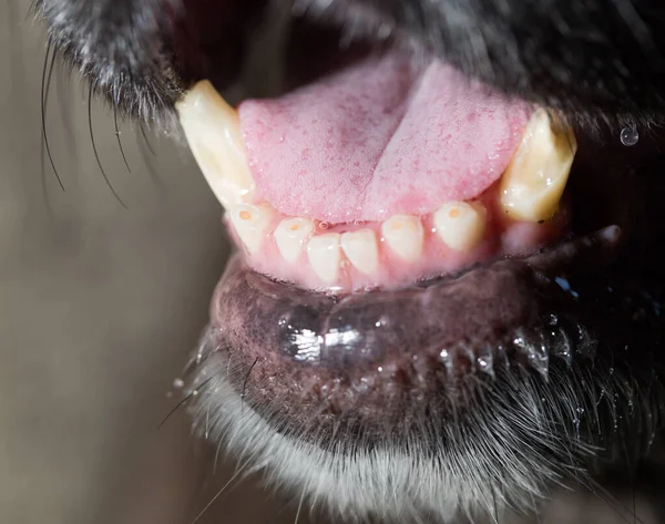 Grote Tanden Bij Zwarte Hond Macro — Stockfoto
