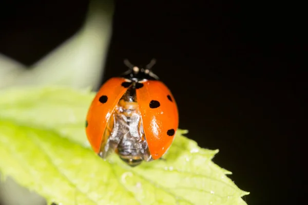 Coccinelle Sur Une Plante Dans Nature — Photo