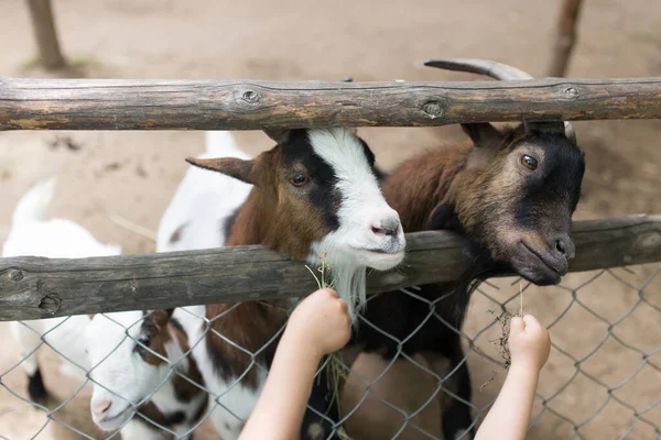 Geit Die Gras Eet Met Zijn Handen Het Park Natuur — Stockfoto