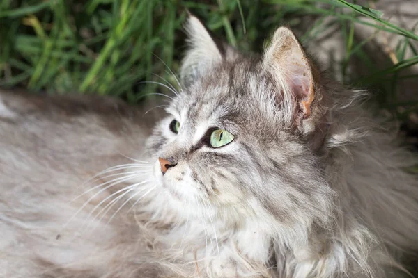 Portret Van Een Prachtige Kat Natuur — Stockfoto