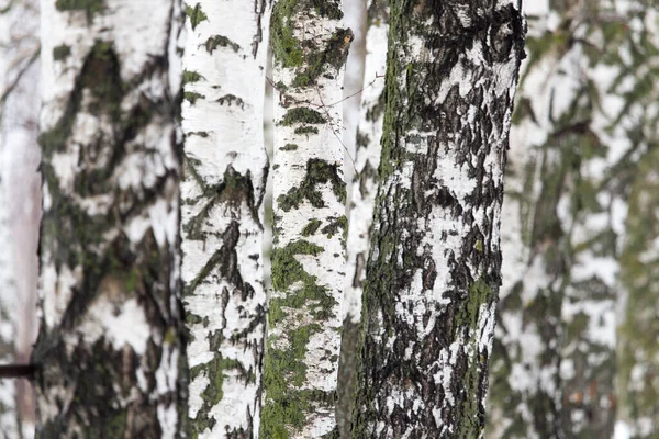 Березовий Стовбур Дерева Лісі Природі — стокове фото