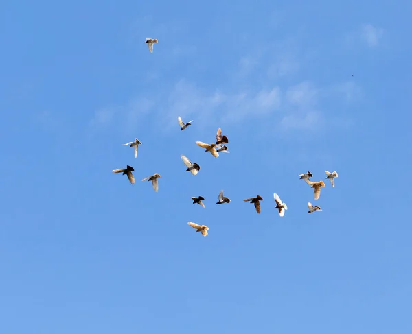 Taubenschwärme Blauen Himmel Park Der Natur — Stockfoto