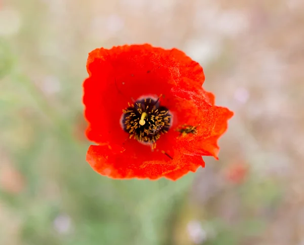 Blume Des Roten Mohns Auf Die Natur Park Der Natur — Stockfoto