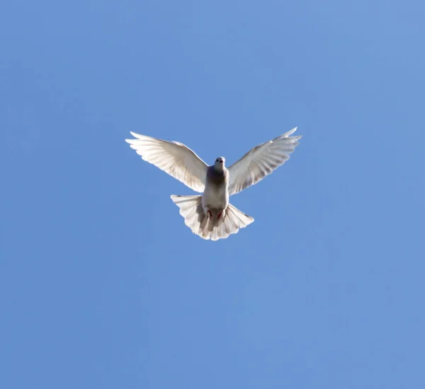 Mavi Gökyüzünde Bir Güvercin Doğadaki Parkta — Stok fotoğraf