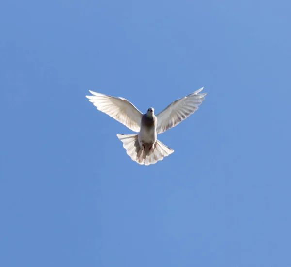 Eine Taube Blauen Himmel Park Der Natur — Stockfoto