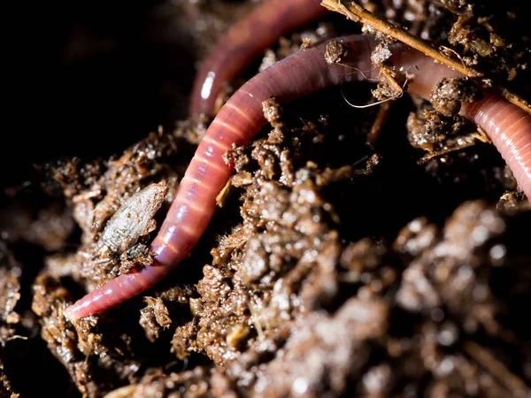 堆肥中の赤い虫です マクロだ 自然公園で — ストック写真