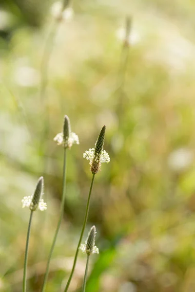 Fleur Sur Herbe Dans Nature Macro Dans Parc Dans Nature — Photo