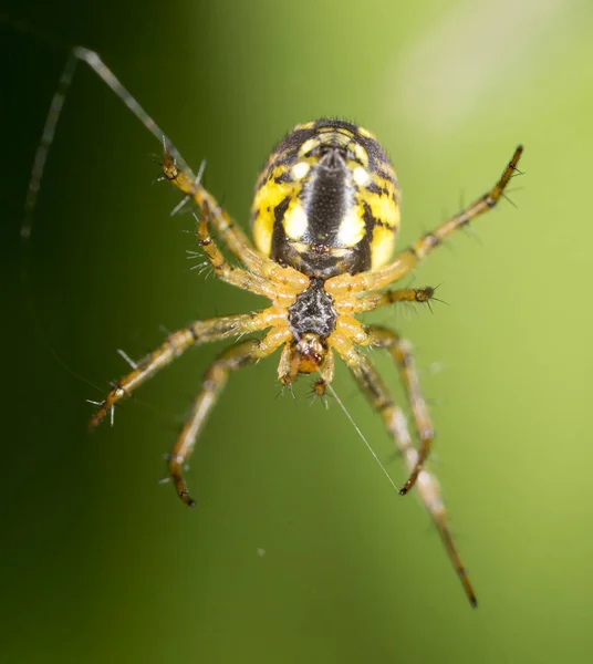 Korkunç Bir Örümcek Makro Doğadaki Parkta — Stok fotoğraf