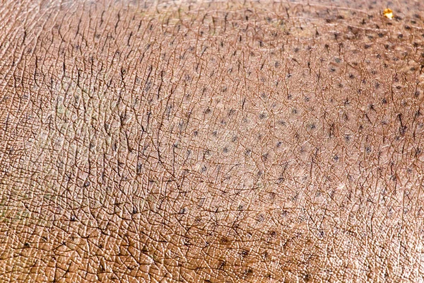 Hippopotamus Leather Background Photo Abstract Texture — Stock Photo, Image