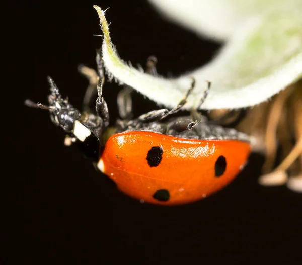 Coccinelle Sur Une Plante Dans Nature — Photo