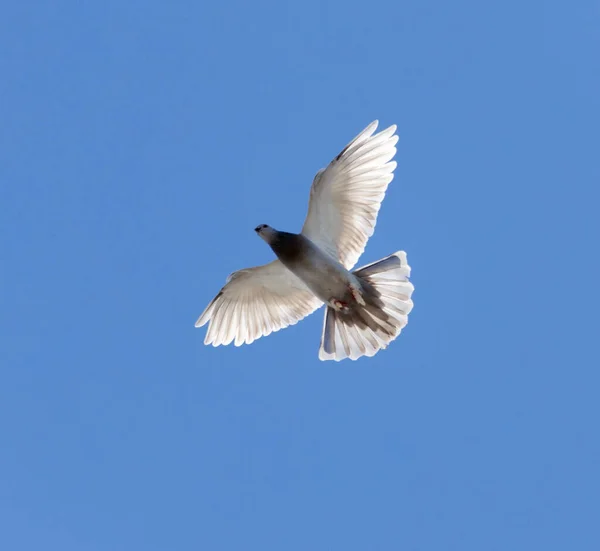 Una Paloma Cielo Azul Parque Naturaleza — Foto de Stock