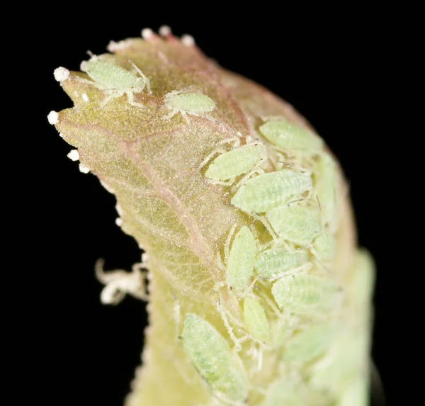 Aphids Listu Přírodě Makro — Stock fotografie