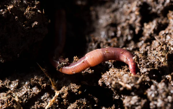 Gübre Içindeki Kırmızı Solucanlar Makro Doğadaki Parkta — Stok fotoğraf