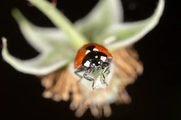 Coccinelle Sur Une Plante Dans Nature — Photo