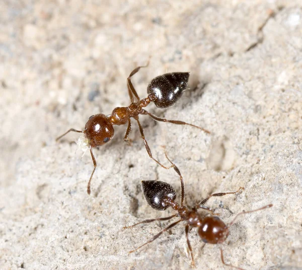 Little Ant Nature Macro Park Nature — Stock Photo, Image