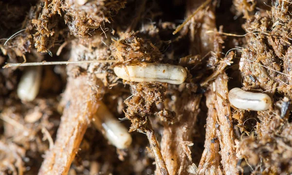 Larves Mouches Blanches Dans Sol Macro — Photo