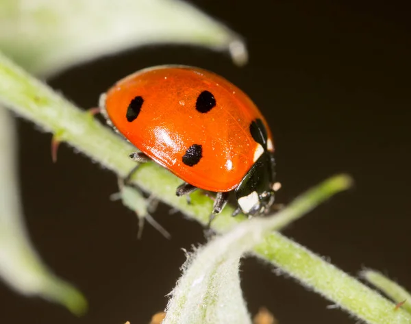 Coccinelle Sur Une Plante Dans Nature — Photo