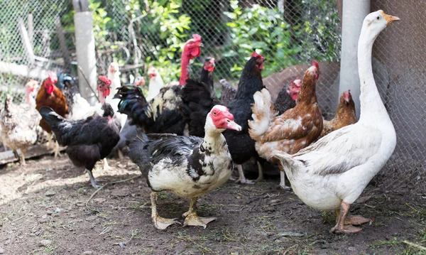 Retrato Ganso Uma Fazenda — Fotografia de Stock