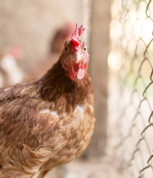 Kuře Plotu Farmě — Stock fotografie