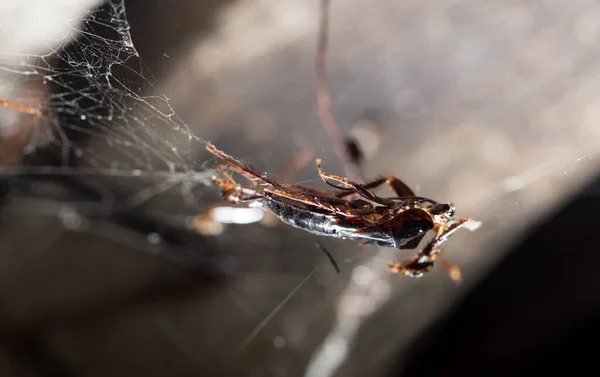 Una Cucaracha Muerta Web Parque Naturaleza — Foto de Stock
