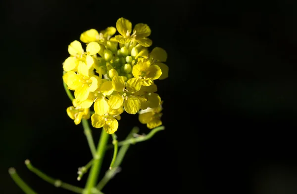 Beautiful Yellow Flower Black Background — Stock Photo, Image