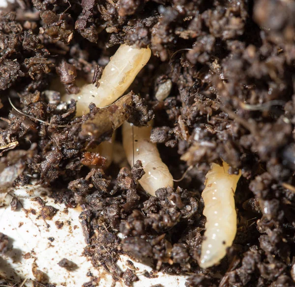 Witte Vliegenlarven Grond Macro — Stockfoto