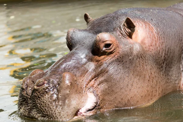 Portrait Hippopotame Dans Zoo — Photo