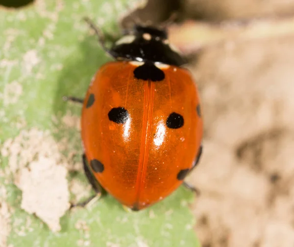 Coccinelle Sur Une Plante Dans Nature — Photo