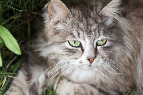 Porträtt Vacker Katt Naturen — Stockfoto