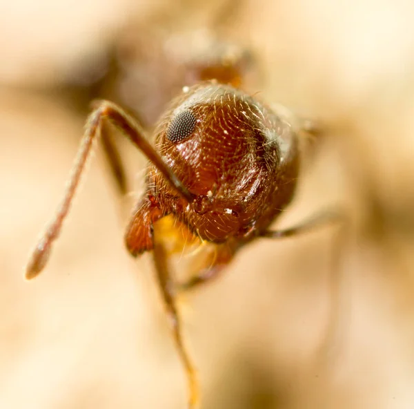 Doğadaki Küçük Karınca Süper Makro Doğadaki Parkta — Stok fotoğraf