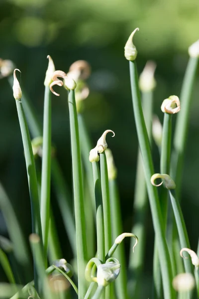 Green Onion Flowers Nature Park Nature — Stock Photo, Image