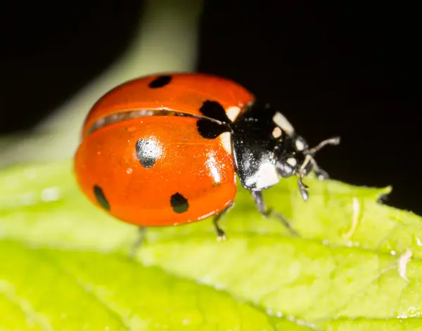 Ladybug Plant Nature — Stock Photo, Image