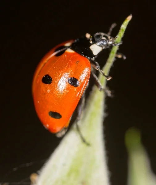 Coccinelle Sur Une Plante Dans Nature — Photo