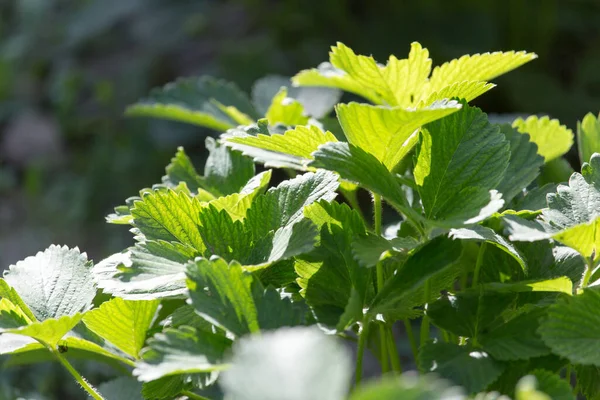 Green Leaves Strawberry Nature — Stock Photo, Image