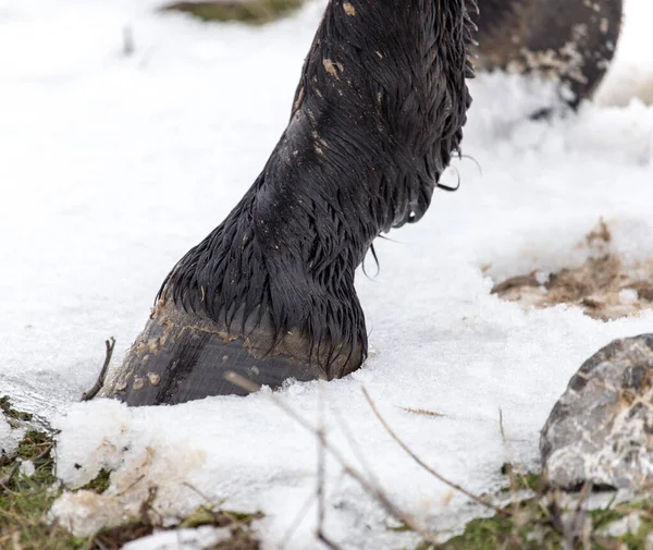 Hästen Hovar Naturen Vintern — Stockfoto