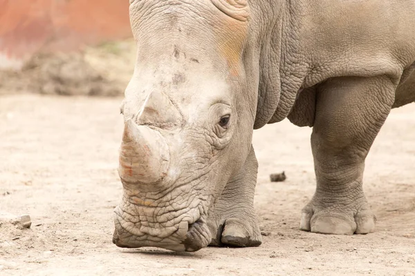 Rhino Dans Parc Sur Nature — Photo