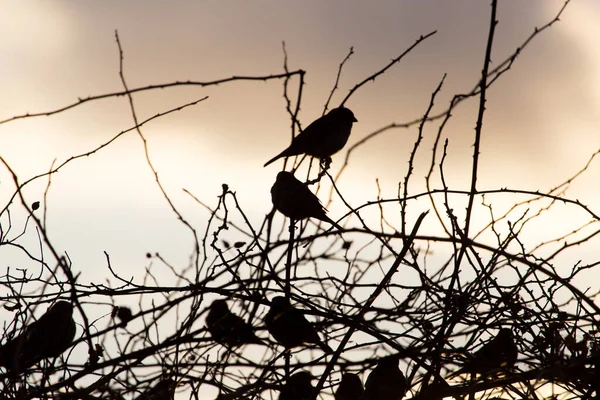 Fågel Sparvar Ett Träd Vid Soluppgången Sol — Stockfoto