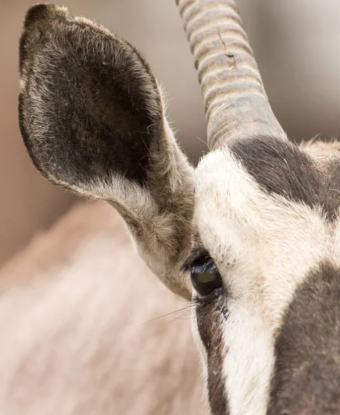 Oog Antilope Natuur Portret Het Park Natuur — Stockfoto