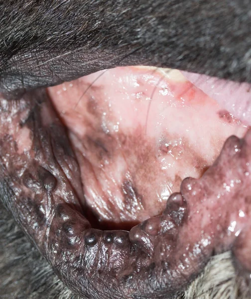 Kara Bir Köpeğin Ağzı Makro — Stok fotoğraf