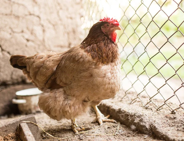 農場のフェンスの近くの鶏 — ストック写真