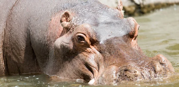 Portrait Hippopotame Dans Zoo — Photo