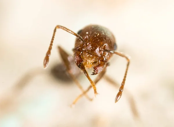 Doğadaki Küçük Karınca Süper Makro Doğadaki Parkta — Stok fotoğraf