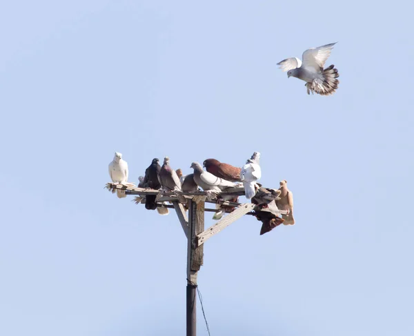 青い空に鳩の群れ 自然公園で — ストック写真