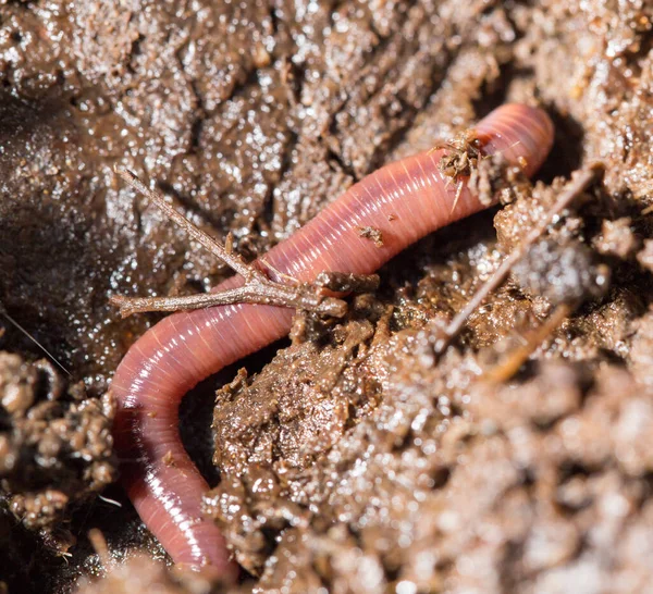 Red Worms Compost Macro Park Nature — Stock Photo, Image