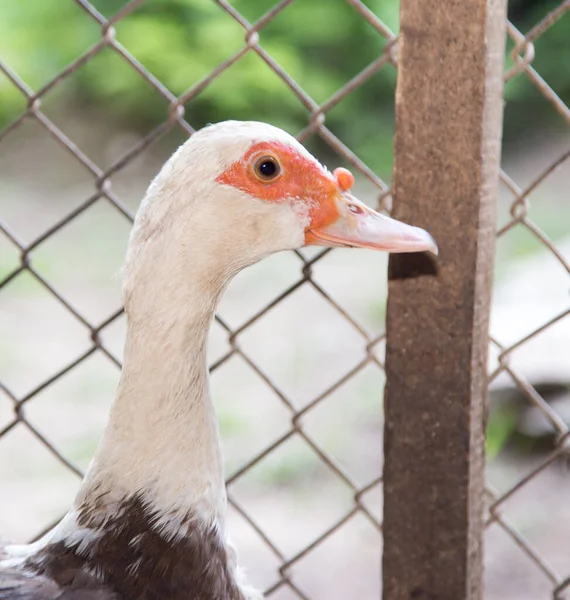 Duck Fence Farm — Stock Photo, Image