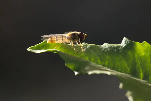 Fly Green Leaf Nature Marco — Stock Photo, Image