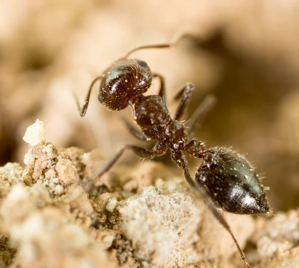Little Ant Nature Super Macro Park Nature — Stock Photo, Image